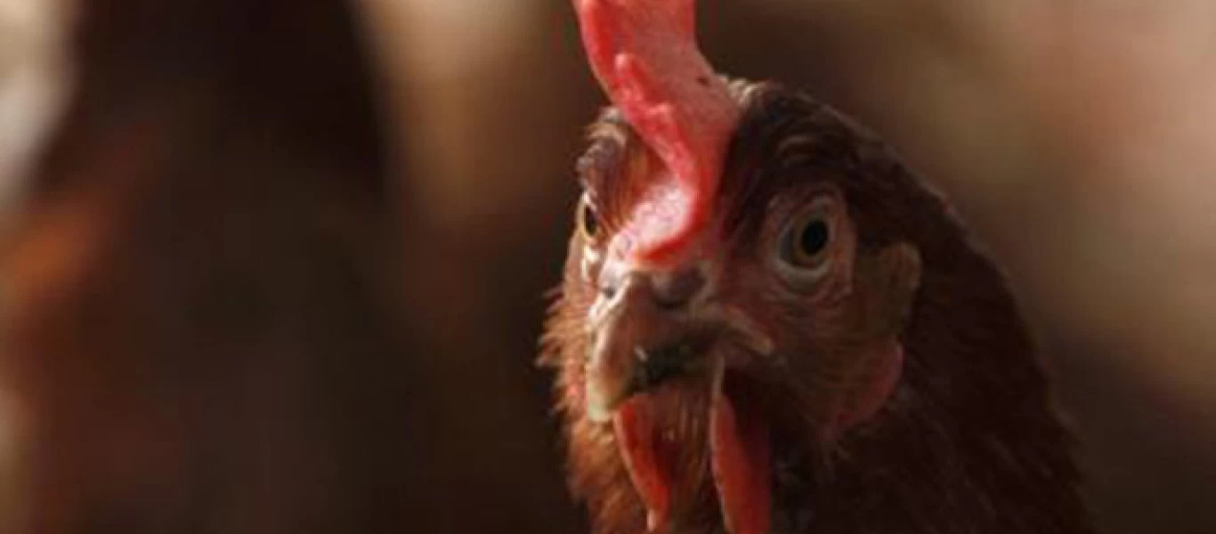 Κρήτη: Άνδρας έκλεψε on camera 80 πτηνά αξίας! (βίντεο)